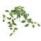 Hoya Leaves Dripping Bush by Ashland&#xAE;